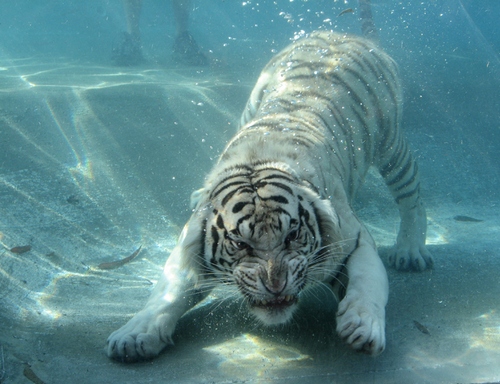 water tigers