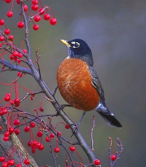american robin and berries