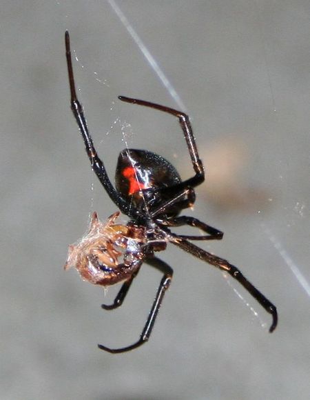 Black Widow Spider