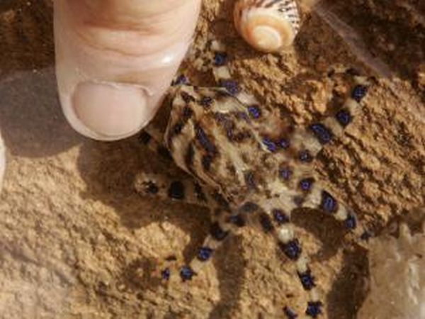 Blue-Ringed Octopus