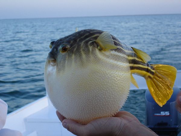 Pufferfish