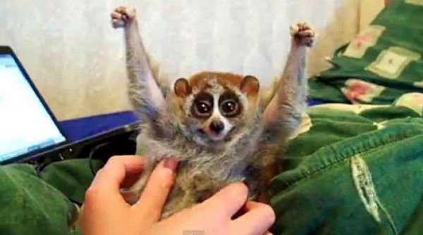 Slow Loris