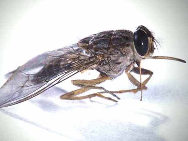 Tsetse Fly