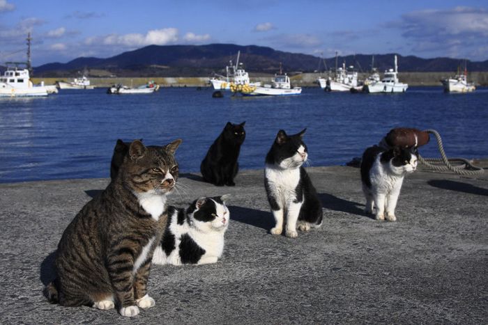 Tashirojima