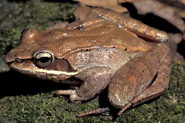 Frozen Wood Frog