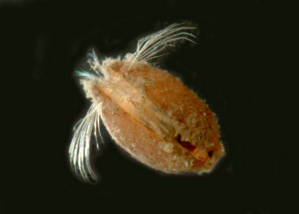 Ostracod Escape Plan