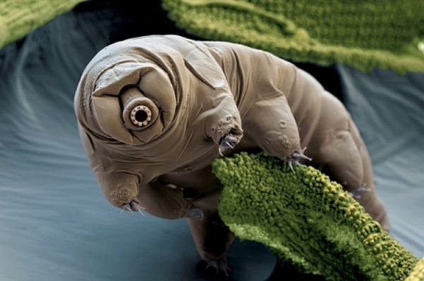 The Invincible Tardigrade 