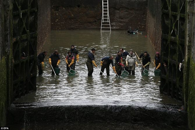 Rescuing Fish