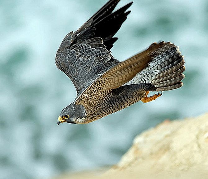 Peregrine Falcon