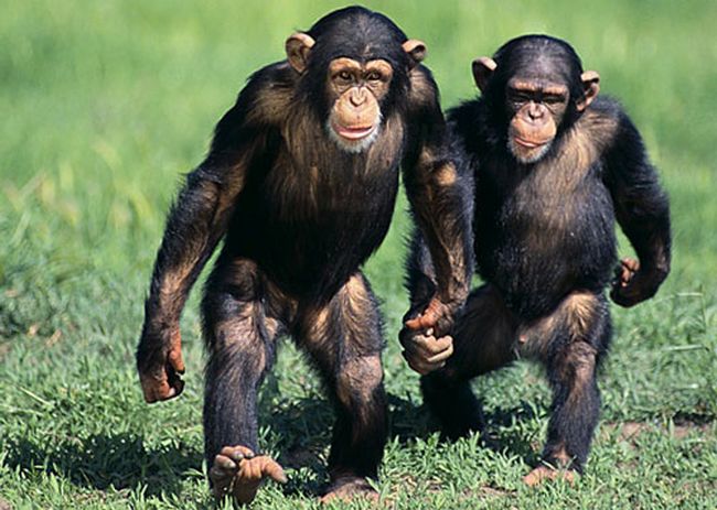 Personality Traits of Chimpanzees