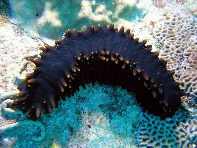 Sea Cucumber