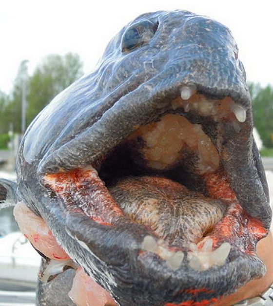 Atlantic Wolffish