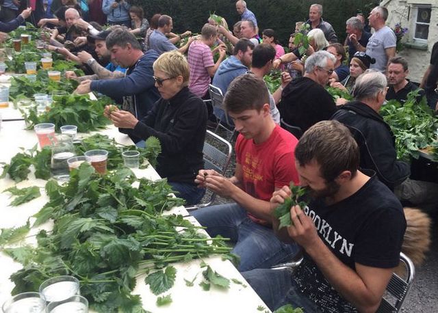 Stinging Nettle Contest