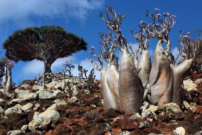 Socotra Island