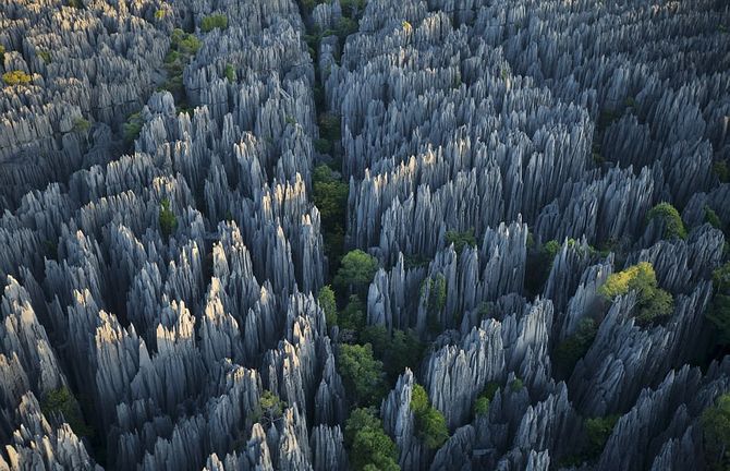 Forest of Knives