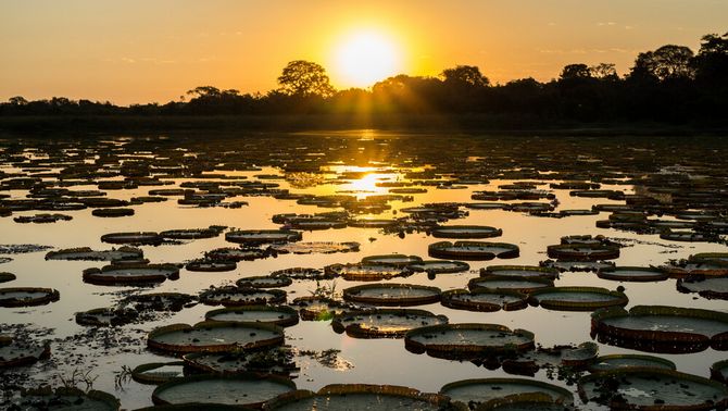 Pantanal