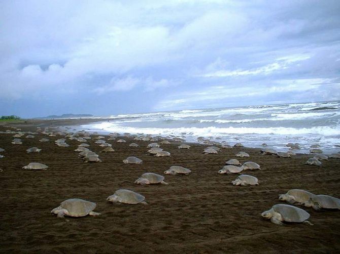 Playa Ostional