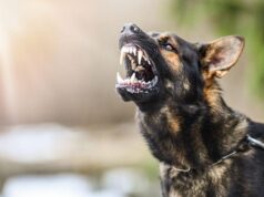 8 Most Aggressive Dog Breeds of 2024: Temperament Ratings