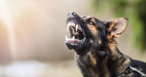 8 Most Aggressive Dog Breeds of 2024: Temperament Ratings