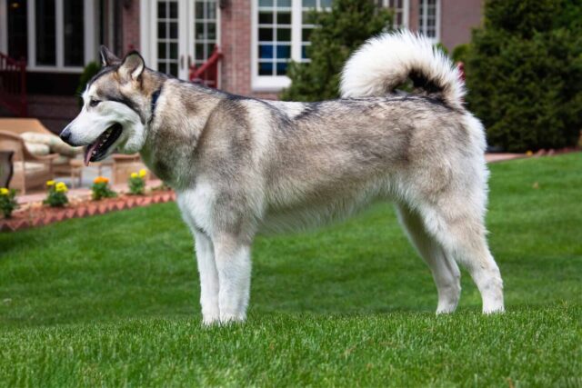 Alaskan Malamute