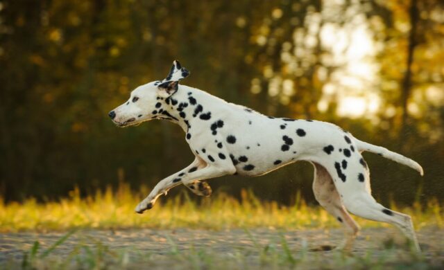 Dalmatian