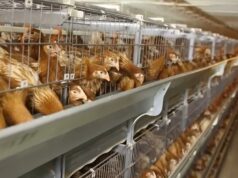 Modern Poultry Equipment - Innovations in Raising Healthy Flocks