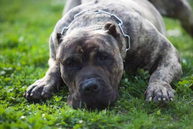 Presa Canario