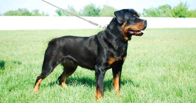 Rottweiler