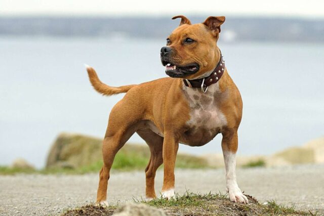 Staffordshire Bull Terrier