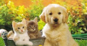 Can Pets Truly Transform Your Mental and Physical Health